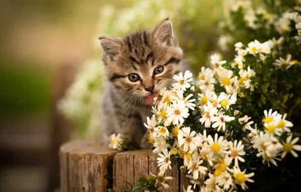 Картинка цветы, язычок, мордочка, котёнок, Юрий Коротун