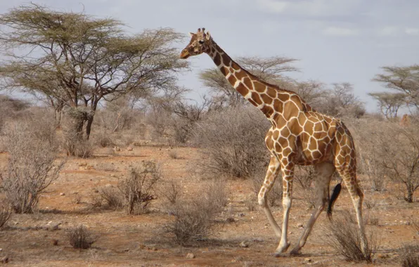 Картинка саванна, Африка, Кения, Giraffa, Жирав