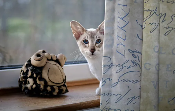 Картинка кошка, кот, взгляд, окно, подоконник, шторы, голубые глаза, фигурки