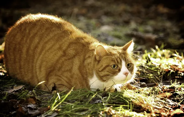 Лето, кот, природа