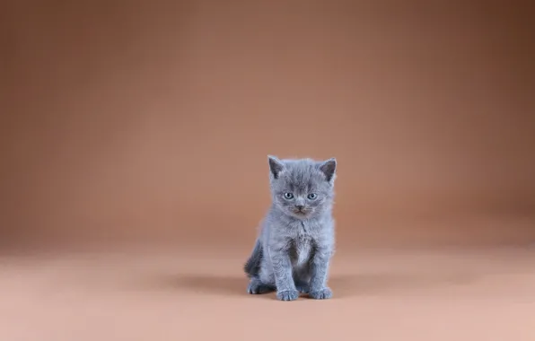 Фон, минимализм, малыш, котёнок, сидит, насупленный