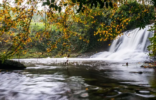 Картинка осень, листья, ветки, природа, листва, водопад, водоем