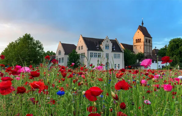 Картинка цветы, маки, Германия, луг, церковь, Боденское озеро, остров Райхенау, Münster St. Maria und Markus