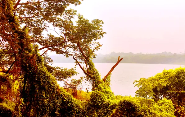 Water, Sunrise, Dawn, Morning, Lake, Trees, First Light, Plants