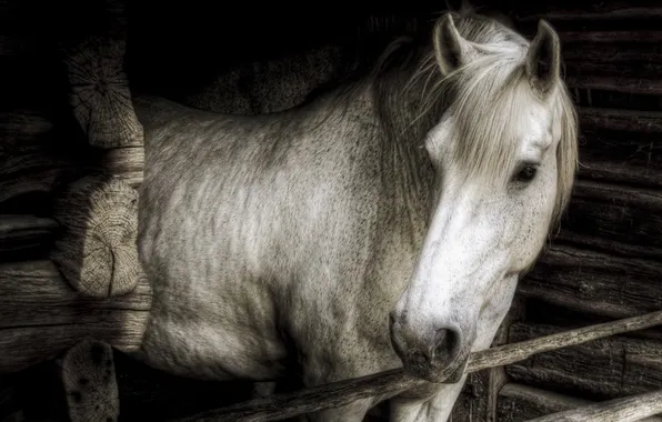 Лето, природа, конь