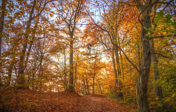 Картинка осень, лес, листья, деревья, ветви, дорожка, солнечный свет