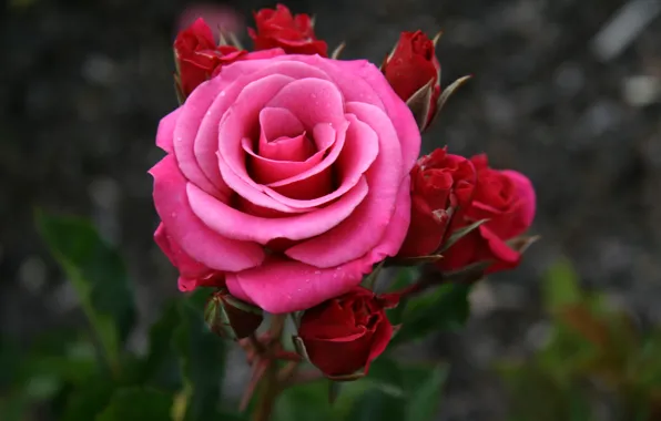 Розовая, роза, Бутоны, rose, flowers, dark pink
