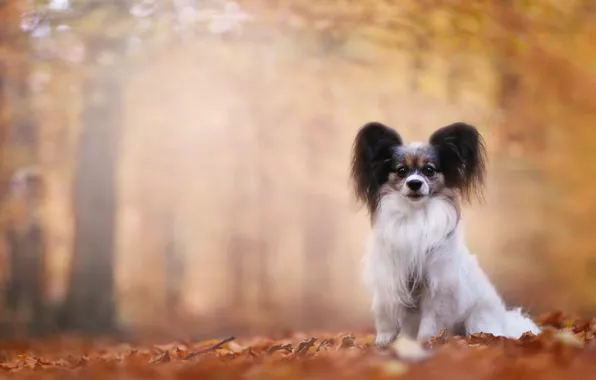 Картинка осень, собака, боке, Папийон, Континентальный той-спаниель