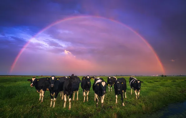 Картинка поле, небо, радуга, коровы, Нидерланды