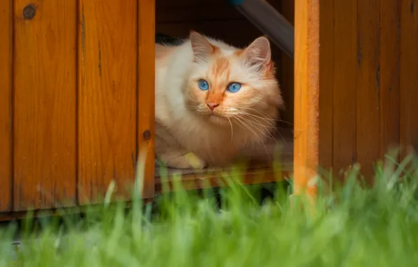 Кошка, кот, взгляд, поза, мордашка
