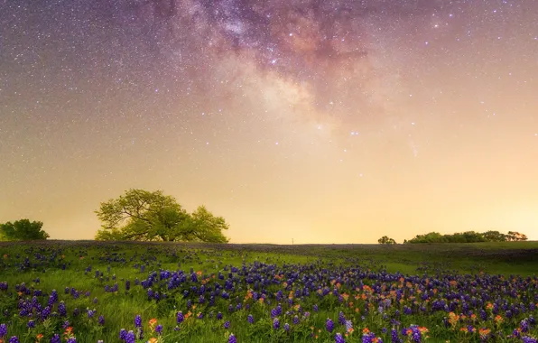 Цветы, луг, Млечный путь, галактика, Техас, люпин, звёздное небо, кастиллея