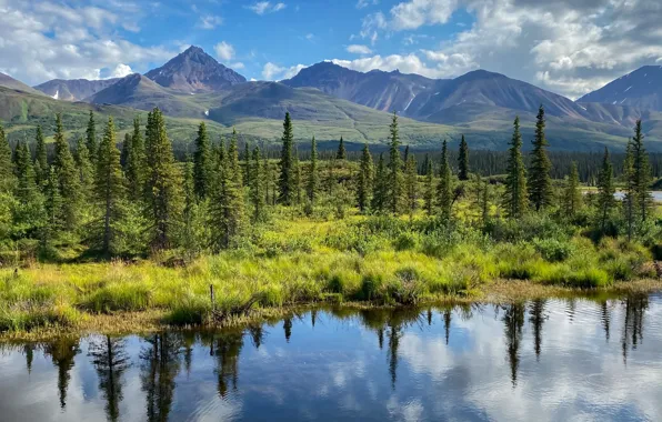 Деревья, горы, озеро, отражение, Аляска, Alaska, Denali National Park, Национальный парк Денали