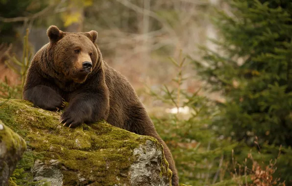 Bear, animals, big, background, backgrounds, animal, arctos