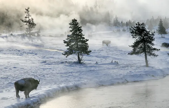 Картинка зима, снег, туман, река, бизоны