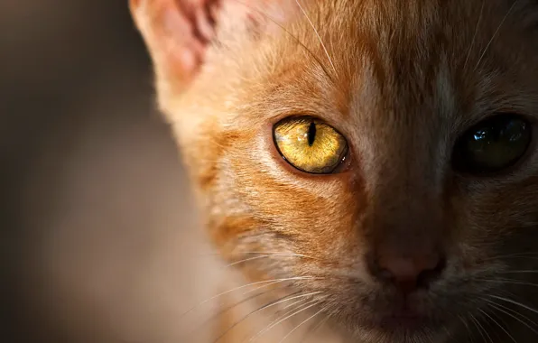 Кошка, глаза, кот, взгляд, морда, свет, крупный план, глаз