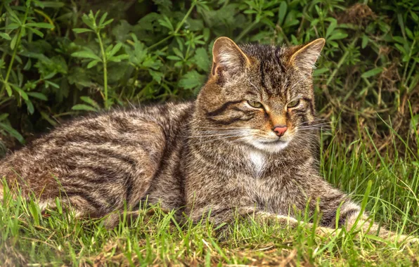 Картинка кошка, трава, кот, взгляд, серый, лежит, дикий, лесной