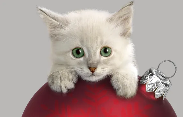 Картинка украшения, котенок, шар