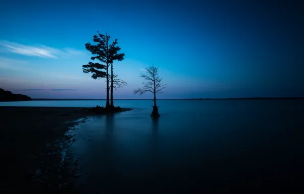 Картинка море, ночь, дерево