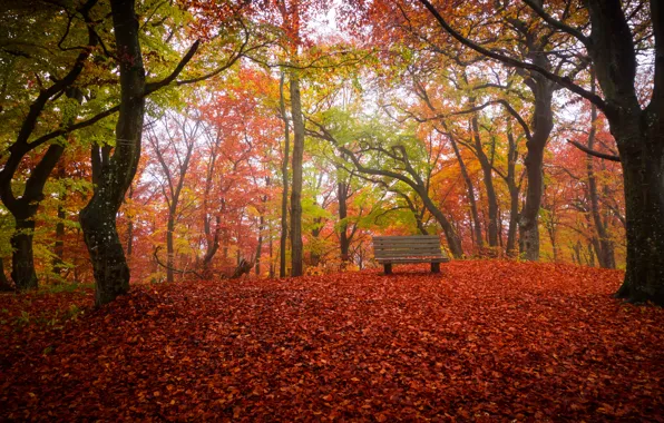Картинка осень, парк, скамья