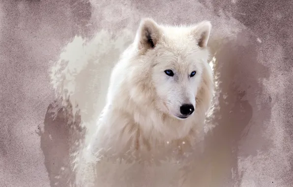 Картинка белый, глаза, морда, волк