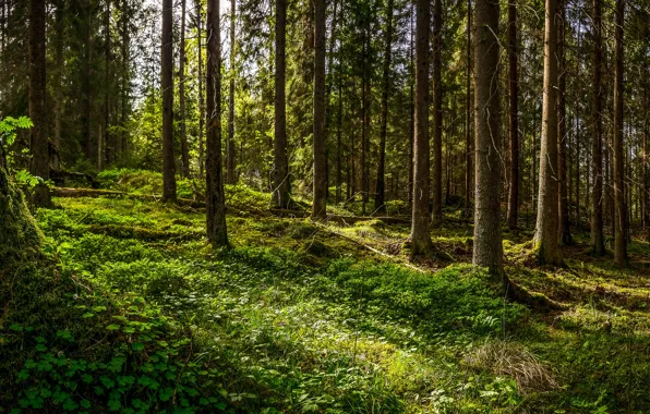 Лес, forest, Чудный лес, Wonderful forest