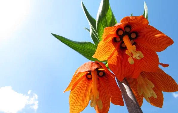 Небо, макро, цветы, фон, обои, оранжевые, широкоформатные, flowers