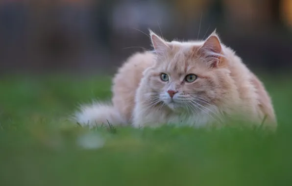 Картинка кошка, трава, кот, котейка