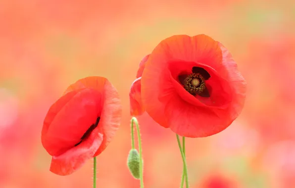 Картинка цветы, красный, фон, мак, маки