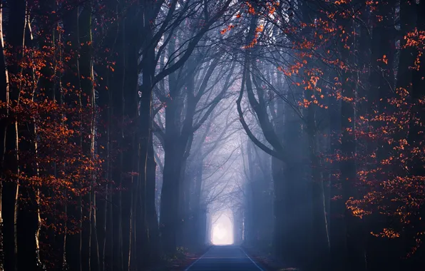 Картинка дорога, осень, свет, деревья, листва, дымка