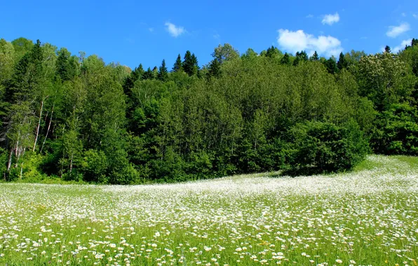 Картинка лес, небо, трава, облака, деревья, пейзаж, цветы, природа