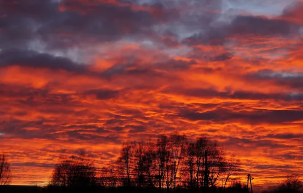 Sky, sunset, tree
