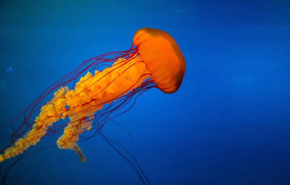 Океан, голубой, медуза, оранжевая