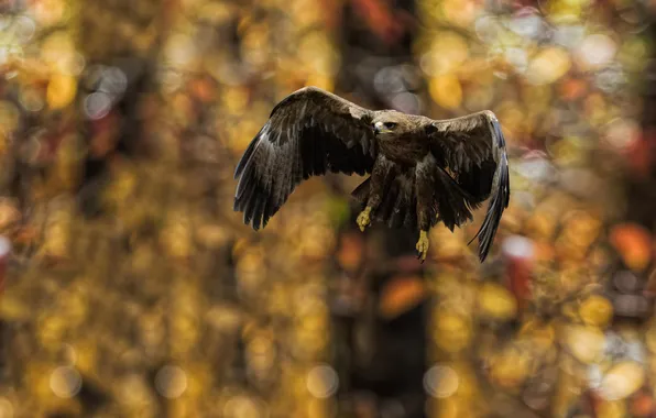 Картинка природа, птица, Tawny Eagle Landing