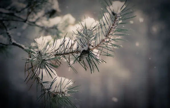 Зима, снег, елка, ветка