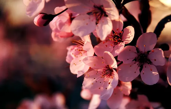 Макро, цветы, вишня, ветка, весна, сакура, розовые, цветение