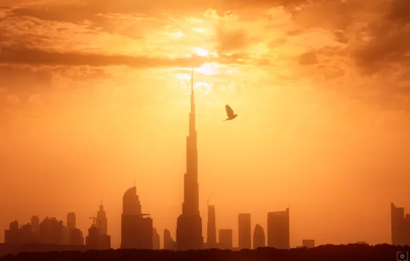Свет, город, птица, утро, Дубай, ОАЭ