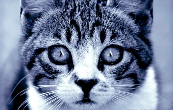 Картинка кошка, глаза, взгляд, хищник