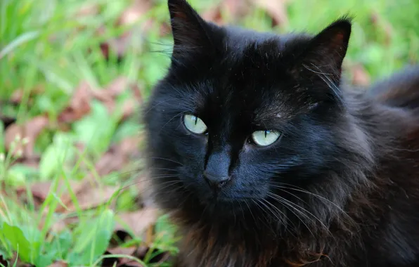 Картинка кошка, лето, трава, кот, взгляд, морда, черный, портрет