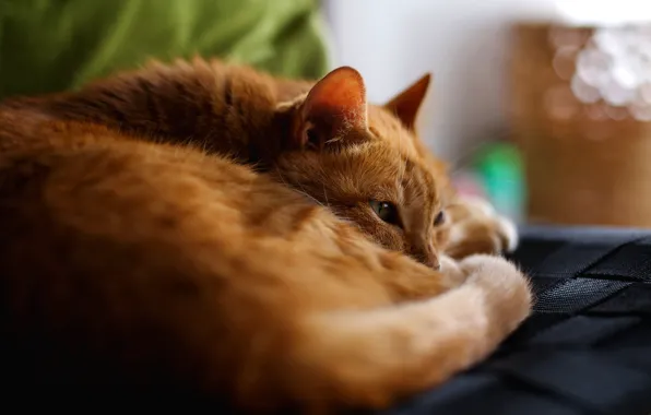 Картинка кошка, кот, взгляд, лежит, рыжая