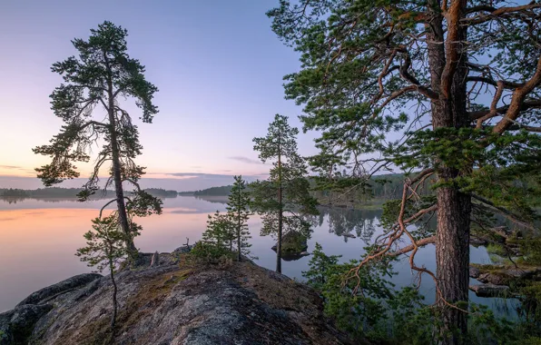Деревья, озеро, сосны, Финляндия, Finland, Lapland, Лапландия, Lake Inarijärvi