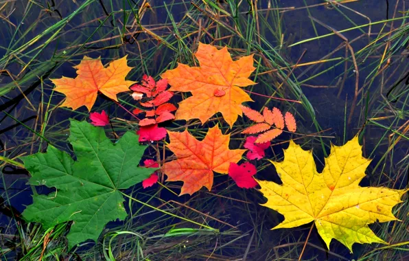 Осень, листья, вода, цвет, клен