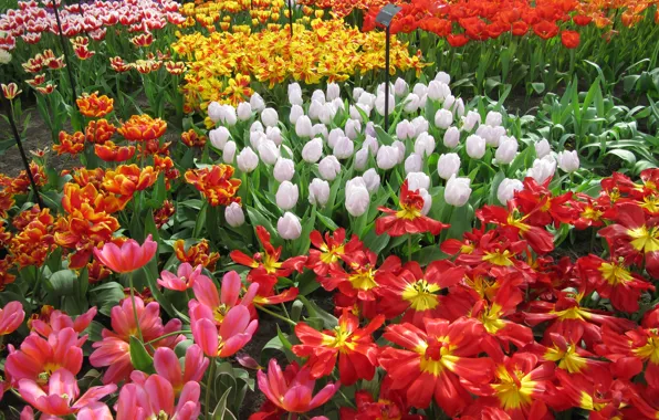 Цветы, сад, тюльпаны, Нидерланды, разноцветные, Keukenhof, Lisse
