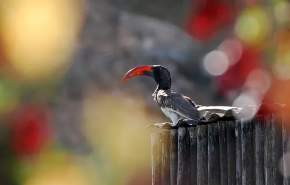 Park, Namibia, Africa, Bird, Bill, Hornbill