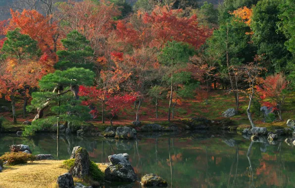 Картинка осень, лес, деревья, природа