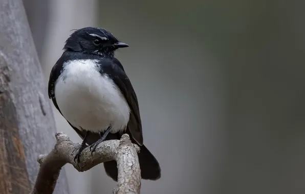 Woodlands Historic Park, Greenvale, Willie Wagtail