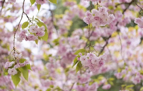 Дерево, розовый, весна, сакура, цветение
