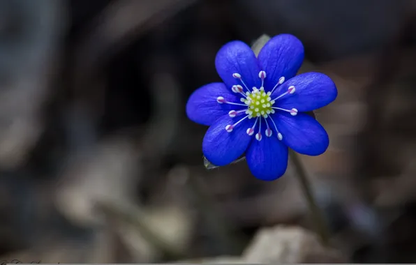 Картинка цветок, макро, синий, боке