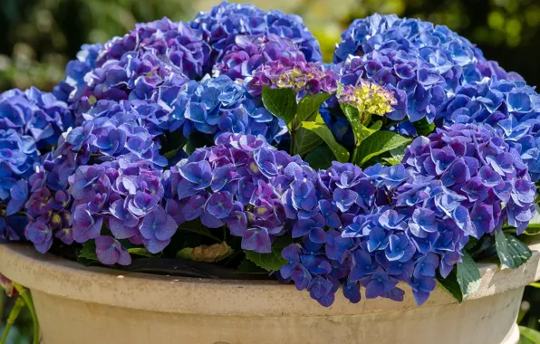 Цветы, цветение, кустарник, Гортензия