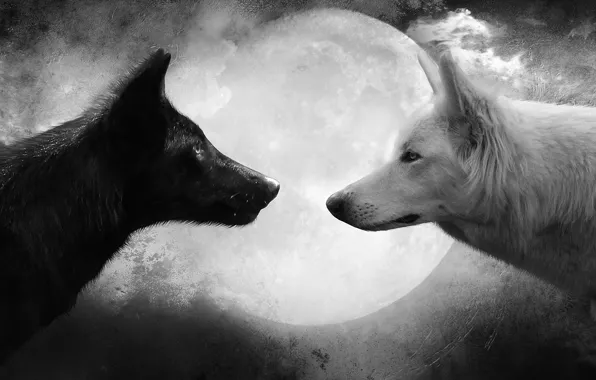 Картинка белый, луна, черный, волк