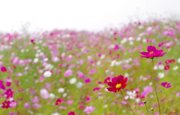 Картинка поле, лето, цветы, поляна, лепестки, розовые, ярко, полевые